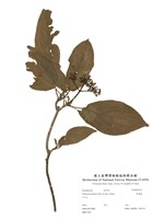 藏品(厚殼樹)的圖片